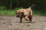 TOSA INU 377